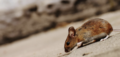 Mouse Laying on a Sidewalk